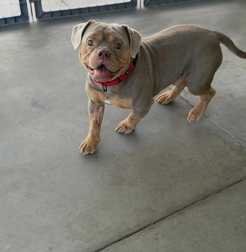 Tyke, an adoptable Bulldog in Las Vegas, NV