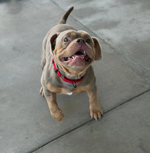 Tyke photo 2