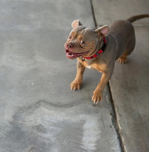 Tyke photo 4
