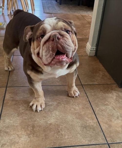Ollie, an adoptable English Bulldog in Las Vegas, NV