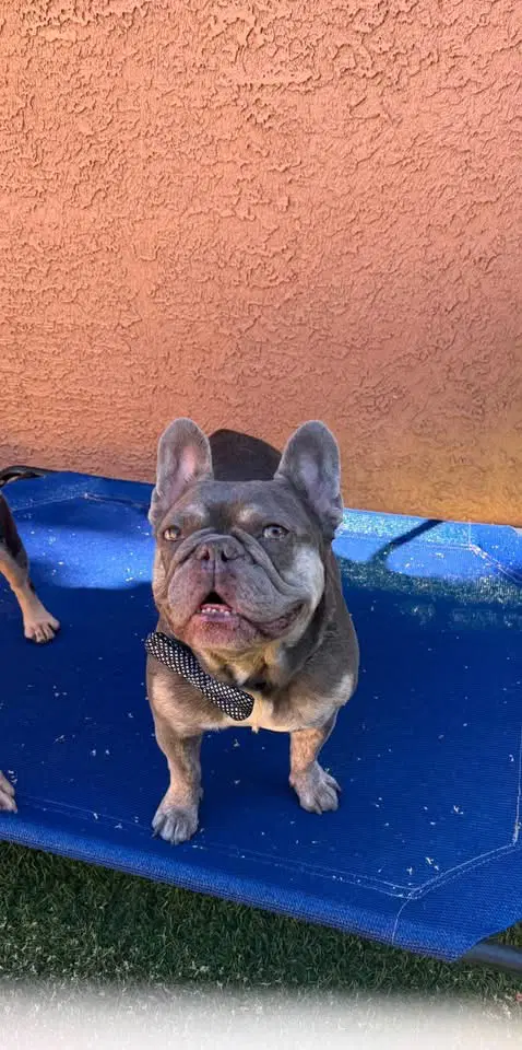 Jackson - French Bulldog