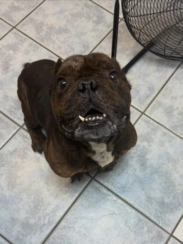 Igor