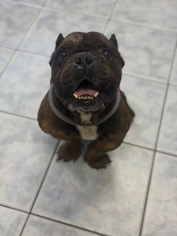 Igor image 2