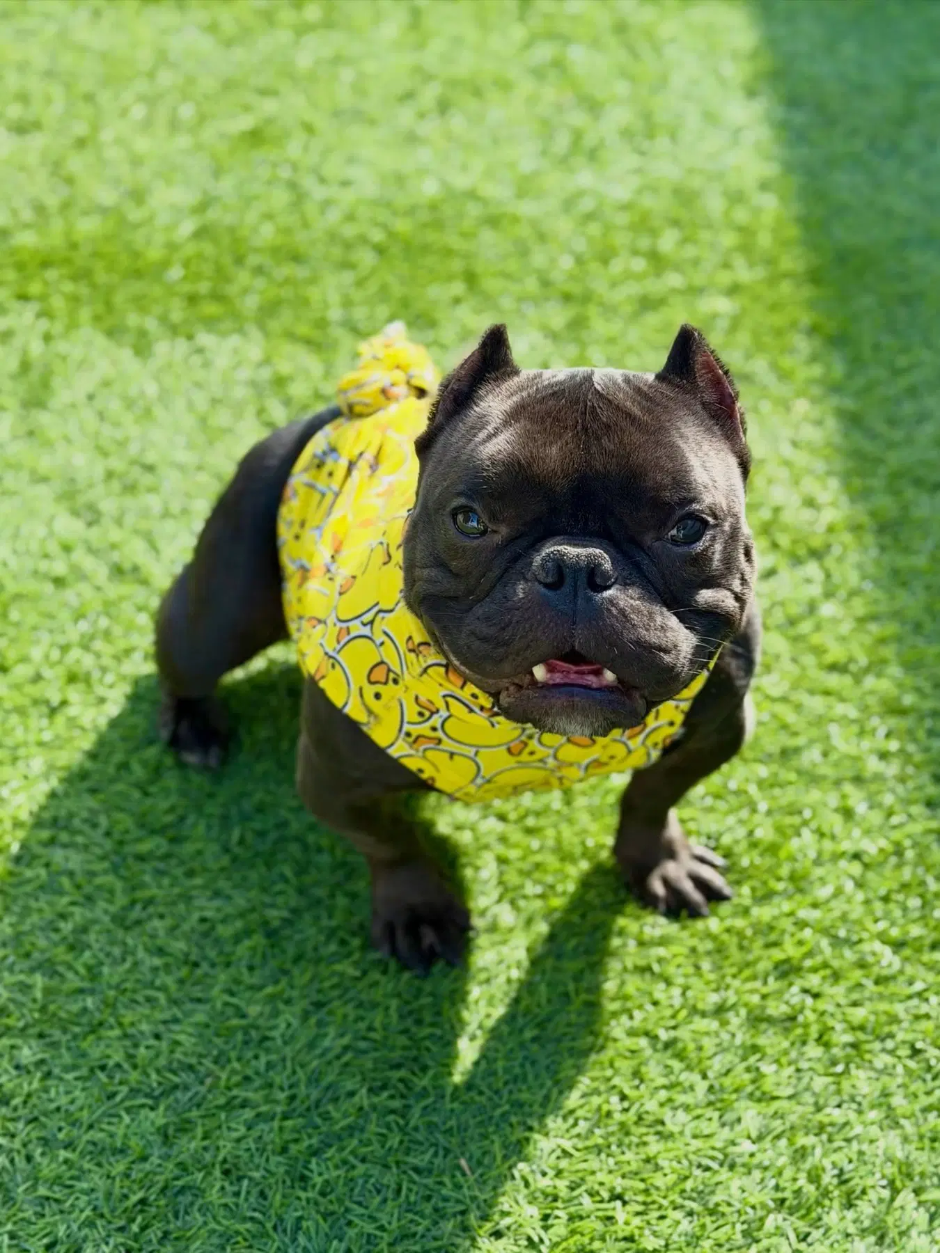 Minnow - Bulldog