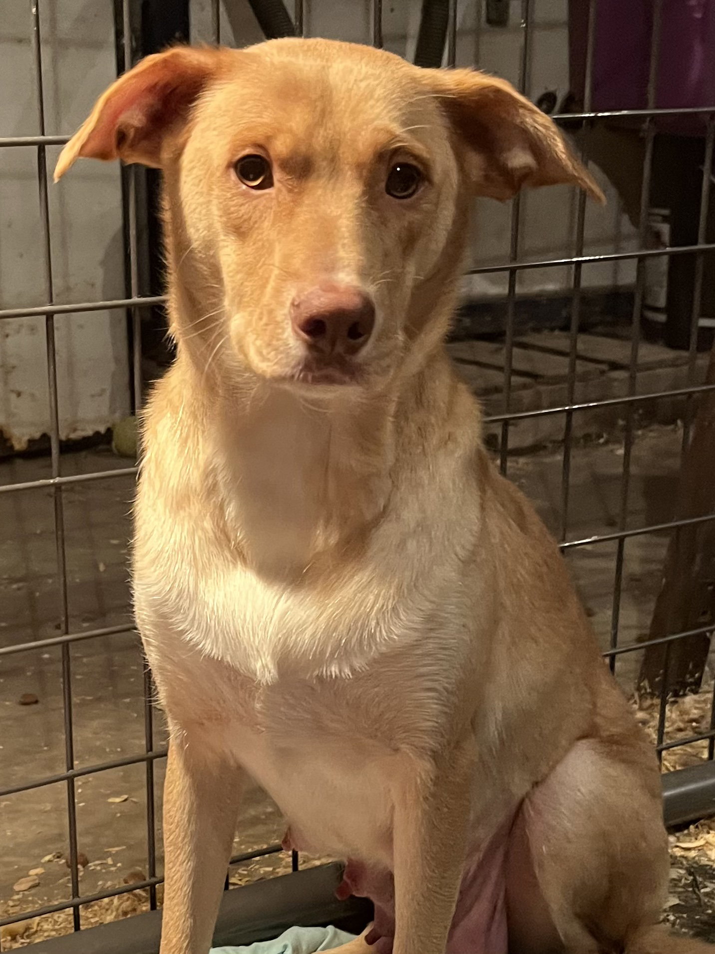 Dog for Adoption Ginger, a Australian Cattle Dog/Blue Heeler in Blue