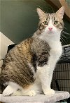 adoptable Cat in  named Piccadilly