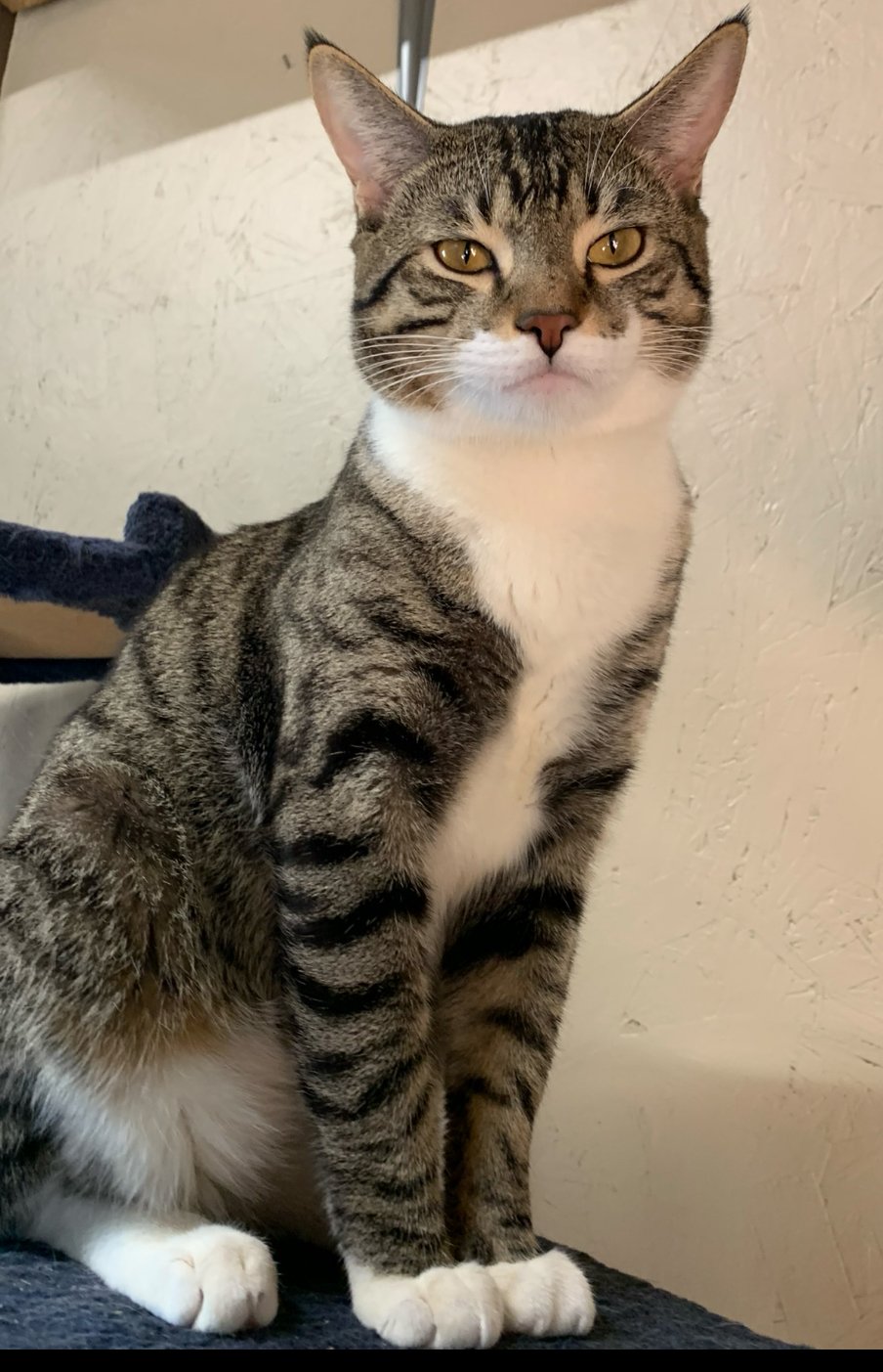 adoptable Cat in Waseca, MN named Barden