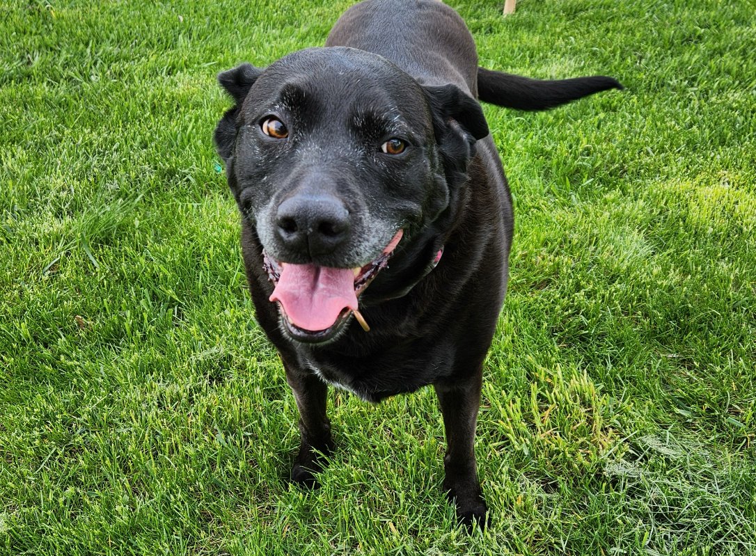 adoptable Dog in Waseca, MN named Lexi