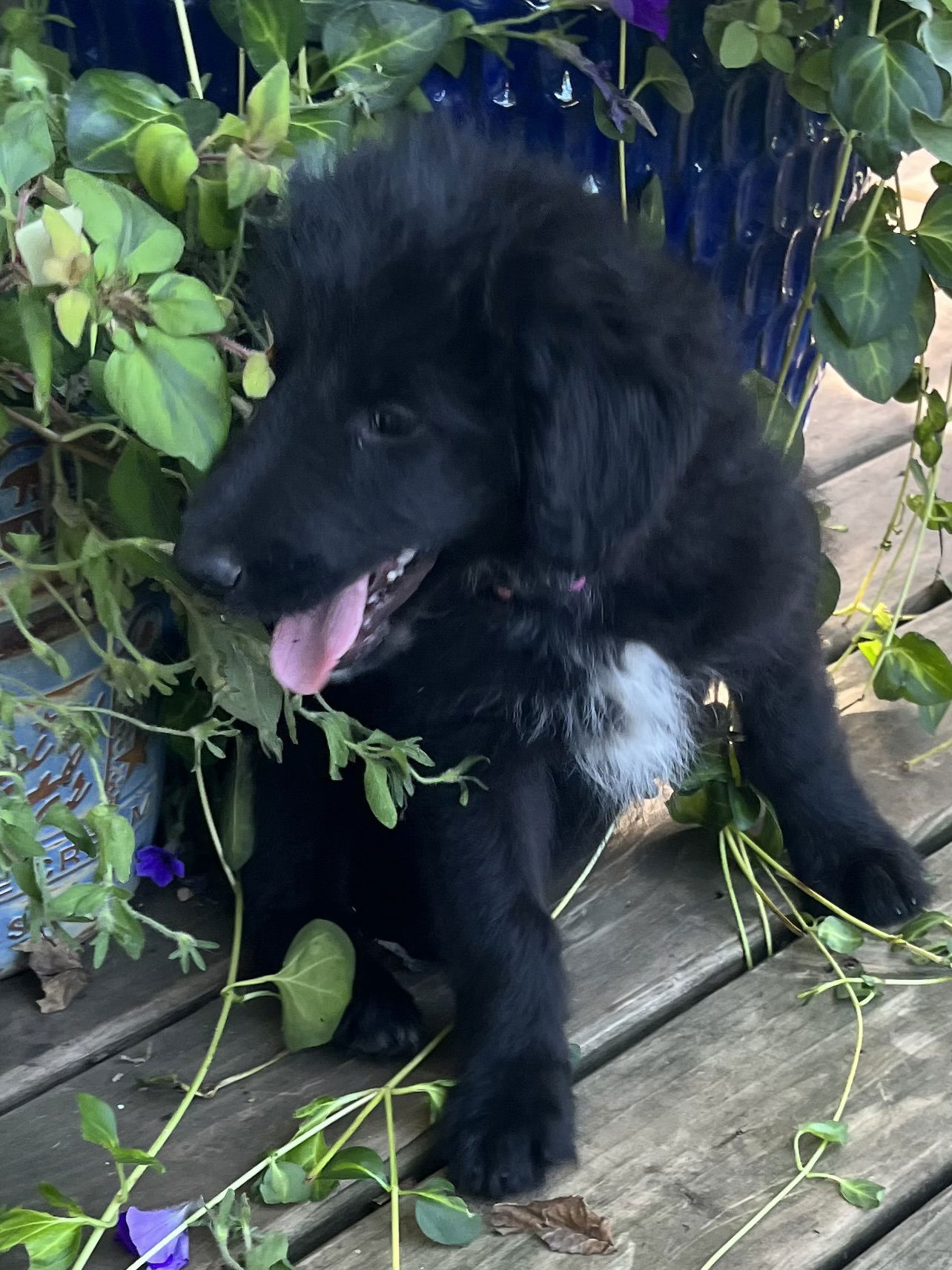 adoptable Dog in Waseca, MN named Rainbow