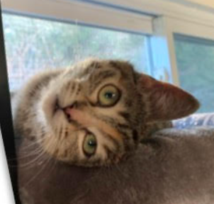 picture of the cat needing adoption