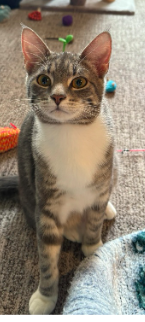 picture of the cat needing adoption
