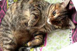 picture of the cat needing adoption