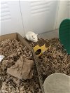 adoptable Gerbil in , MD named Mabel