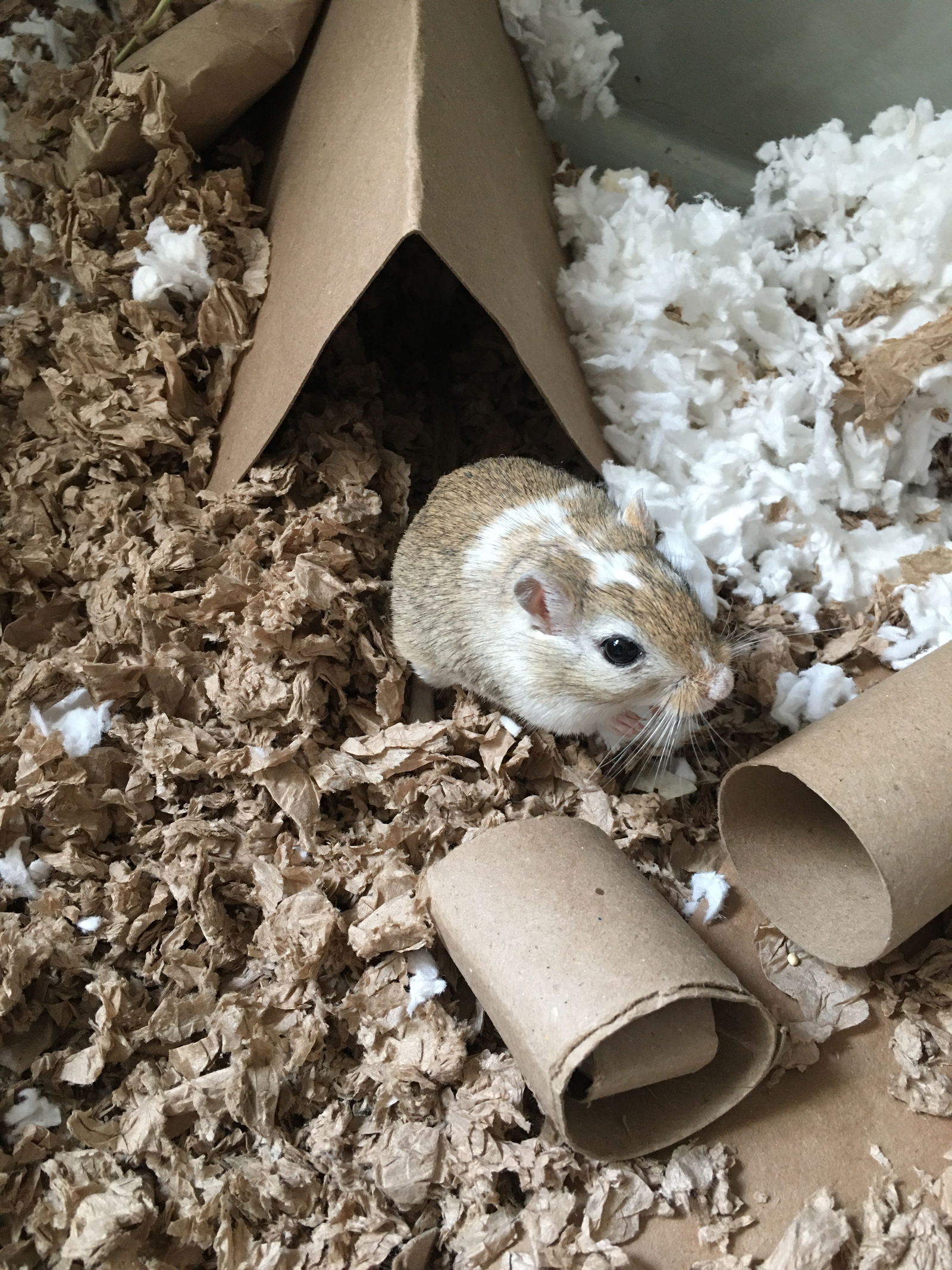 adoptable Gerbil in Monrovia, MD named Sam