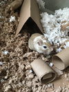 adoptable Gerbil in , MD named Sam