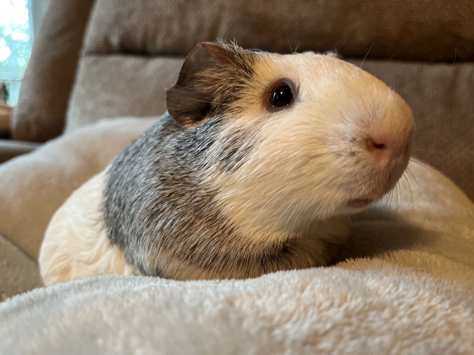 adoptable Guinea Pig in Monrovia, MD named Artois and Canele