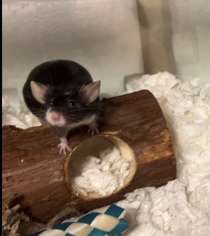 adoptable Mouse in Monrovia, MD named Honey