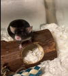 adoptable Mouse in  named Honey