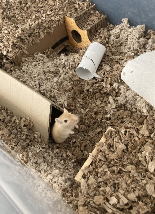 Sunny, a gerbil for adoption from Small Angels Rescue Inc.