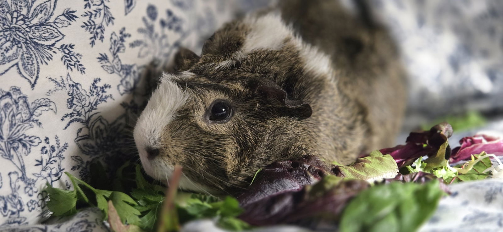 adoptable Guinea Pig in Monrovia, MD named Fernando