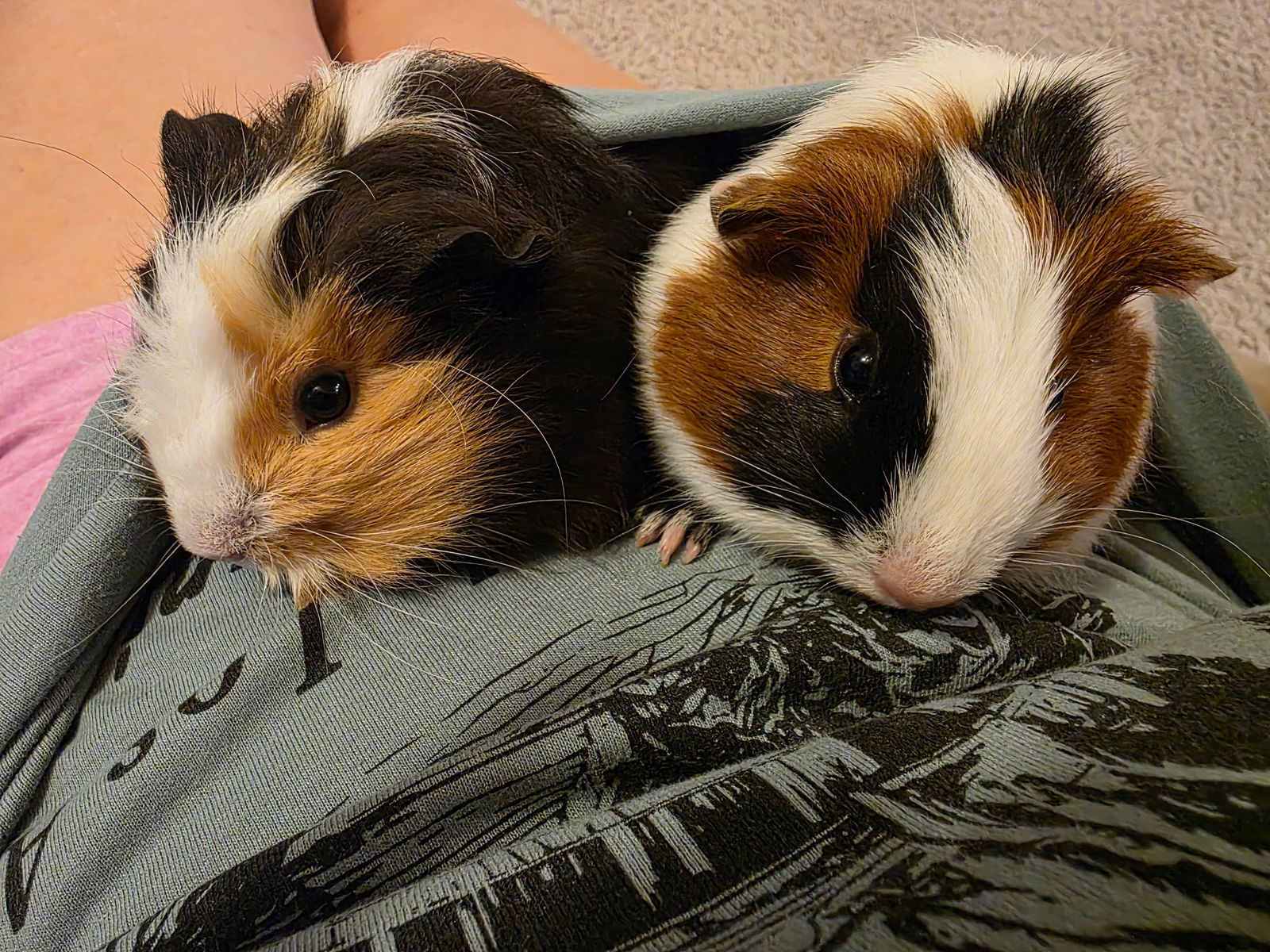 adoptable Guinea Pig in Monrovia, MD named Peppa and Georgie