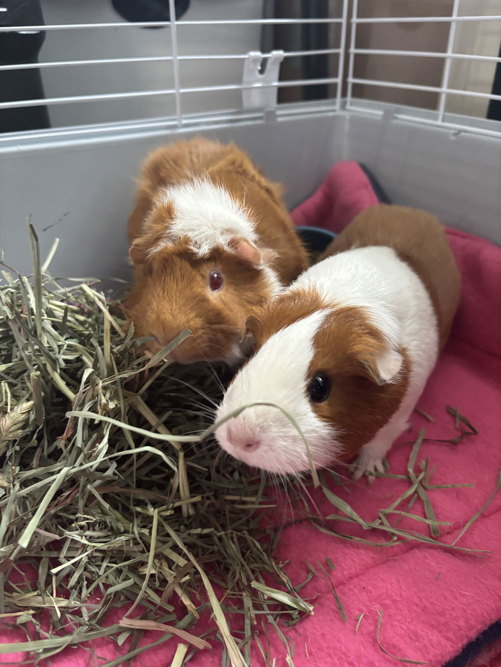 adoptable Guinea Pig in Monrovia, MD named Judi & Benedict Cumberbatch
