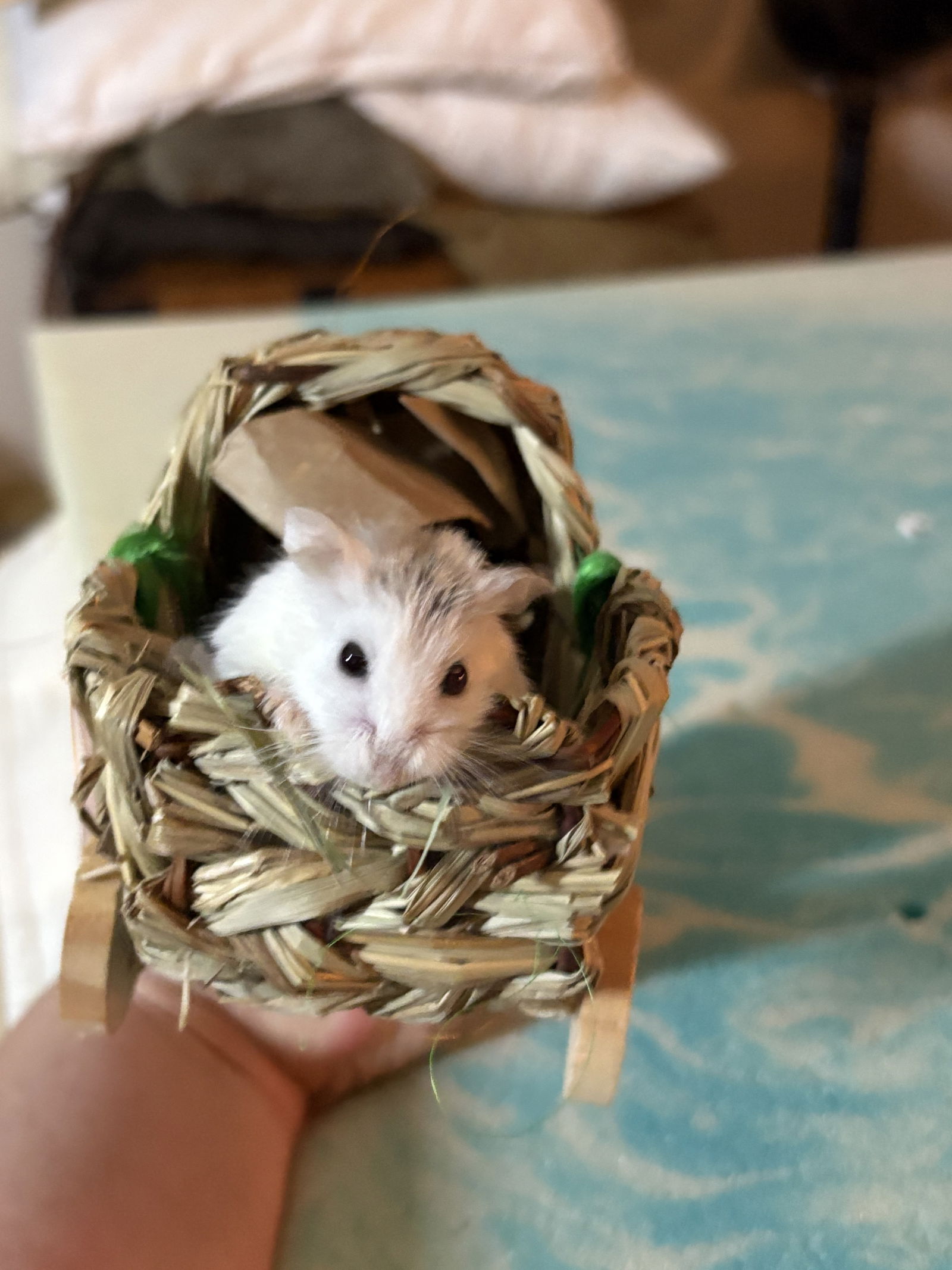 adoptable Hamster in Mount Airy, MD named Shorty