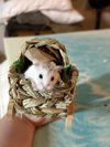 adoptable Hamster in  named Shorty