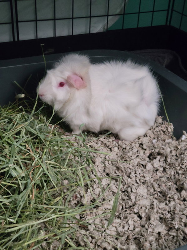Casper