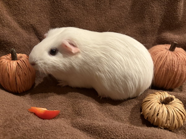 Pumpkin and Latte