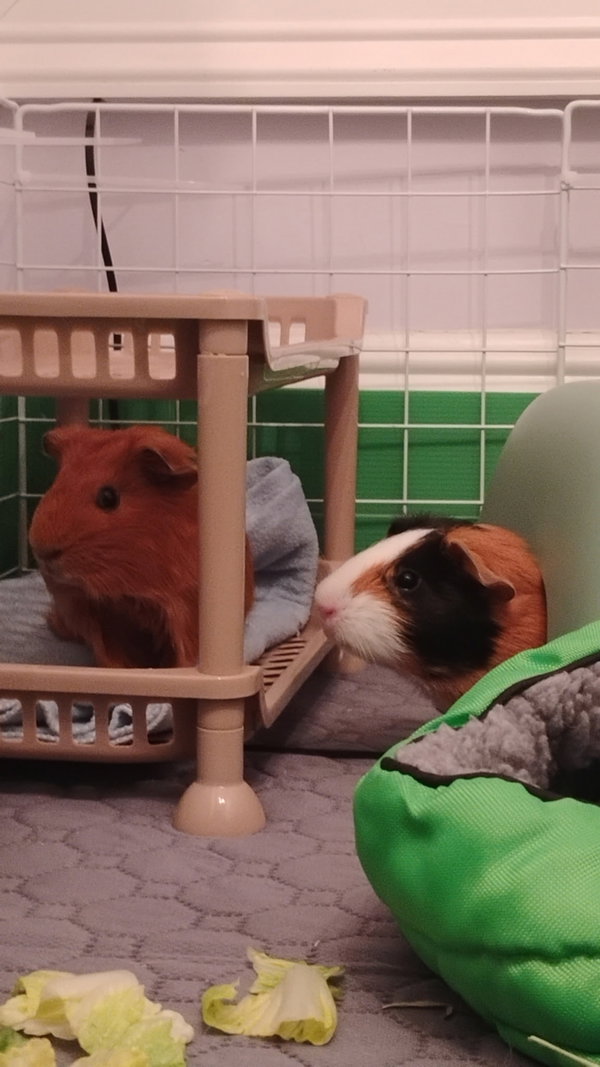 Pixie & Poppy