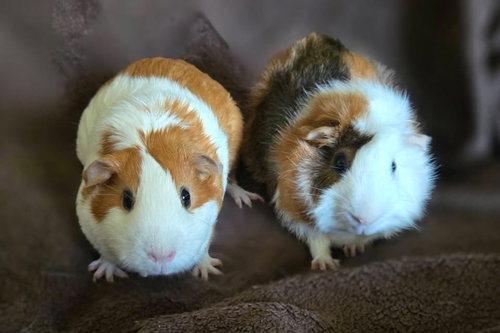 Cornelius & Harper