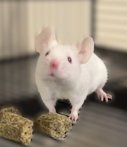 Raven, a mouse for adoption from Small Angels Rescue Inc.