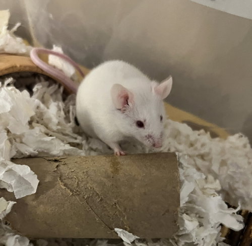 Onyx, a mouse for adoption from Small Angels Rescue Inc.