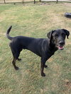 Hercules - Photo 1