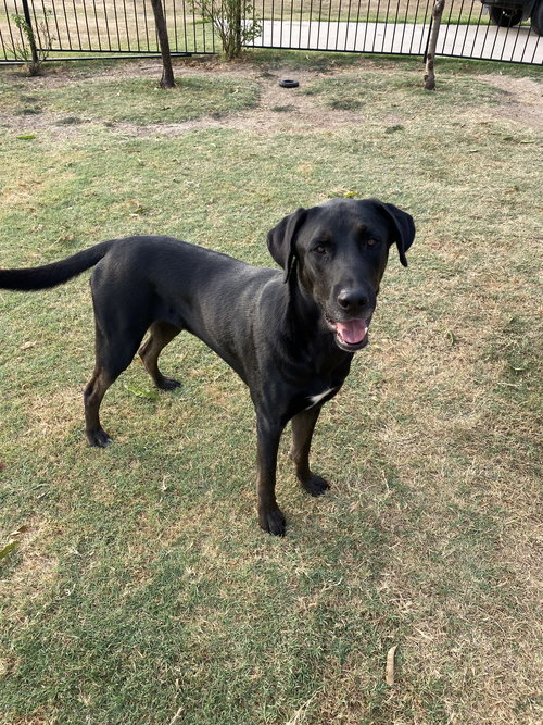 HERCULES - Labrador Retriever available for adoption