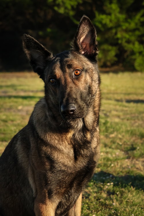 RHETT - German Shepherd Dog available for adoption