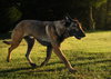 Rhett - Photo 3