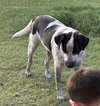 Oreo - Photo 1
