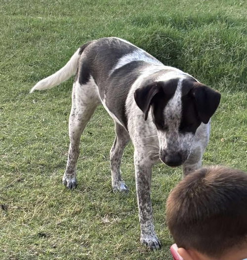 OREO - Australian Cattle Dog/Blue Heeler available for adoption