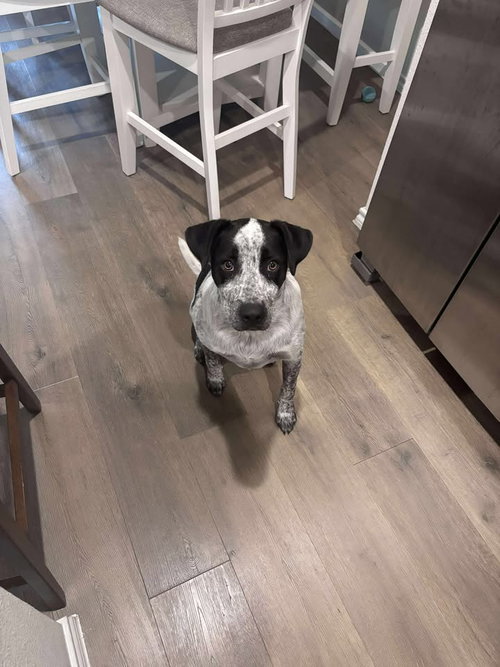 OREO - Australian Cattle Dog/Blue Heeler available for adoption