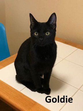 adoptable Cat in Mountain View, AR named Goldy