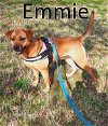 adoptable Dog in mountain view, MO named Emmie