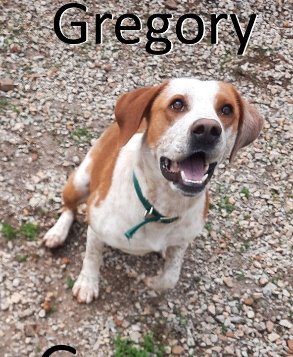 adoptable Dog in Mountain View, AR named Gregory