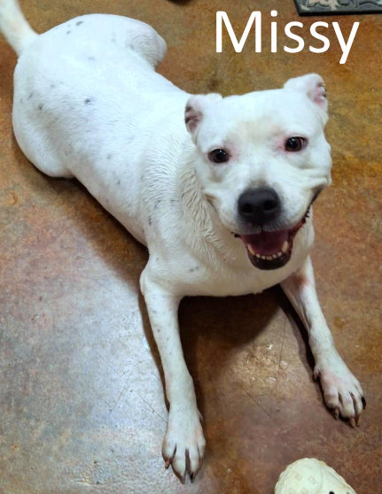 Missy, Pit Bull Terrier