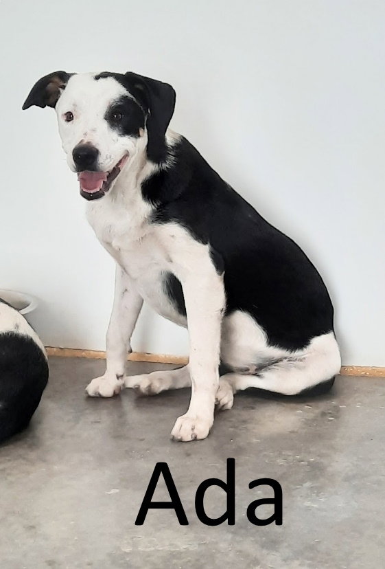 Ada