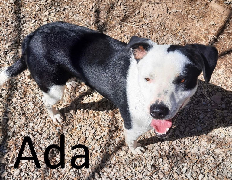 adoptable Dog in Mountain View, AR named Ada