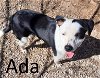 adoptable Dog in mountain view, AR named Ada
