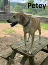 Petey - Photo 2