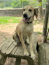 Petey - Photo 3